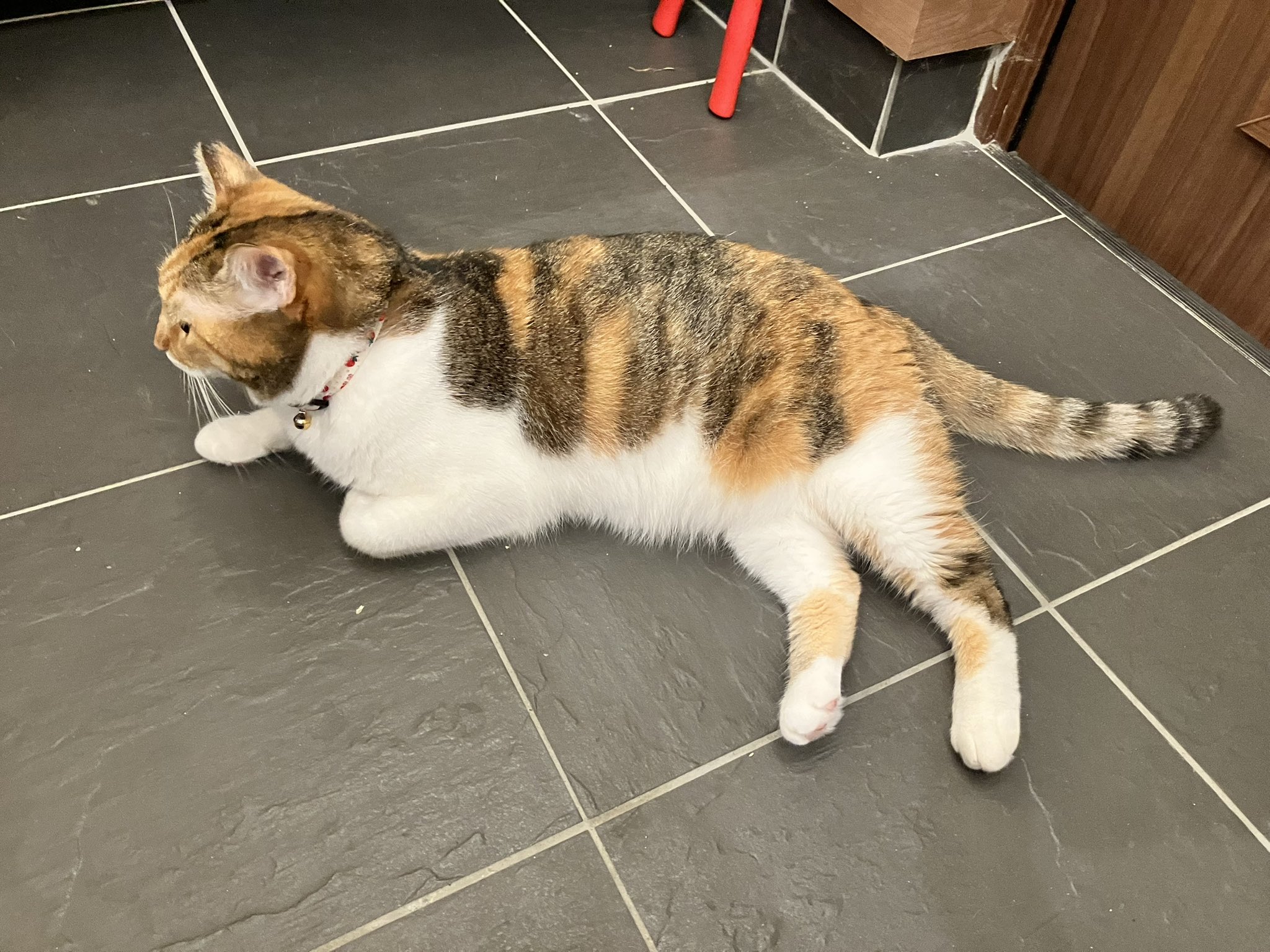 【ねこ】 尾道市立美術館 on X: 