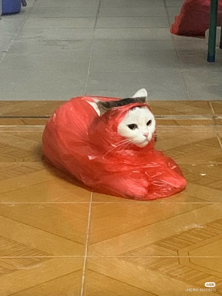 PostsOfCats tweet picture
