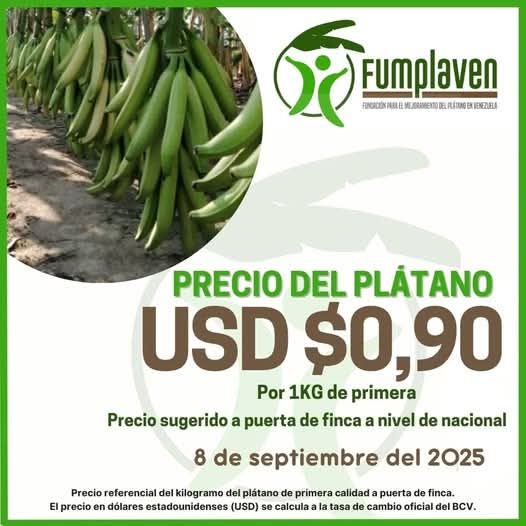 campocafeciudad's tweet photo. Precio referencial a puerta de finca para el kilogramo del Plátano bueno (de primera) en la semana que inicia mañana lunes 08 de septiembre de 2025.
Fuente: FUMPLAVEN @FUMPLAVEN
#Venezuela #SurDelLago #ElVigia #Agricultura #Plátano #Fumplaven #AgroEconomía #CampoCafeCiudad https://t.co/muSLlZfAbH