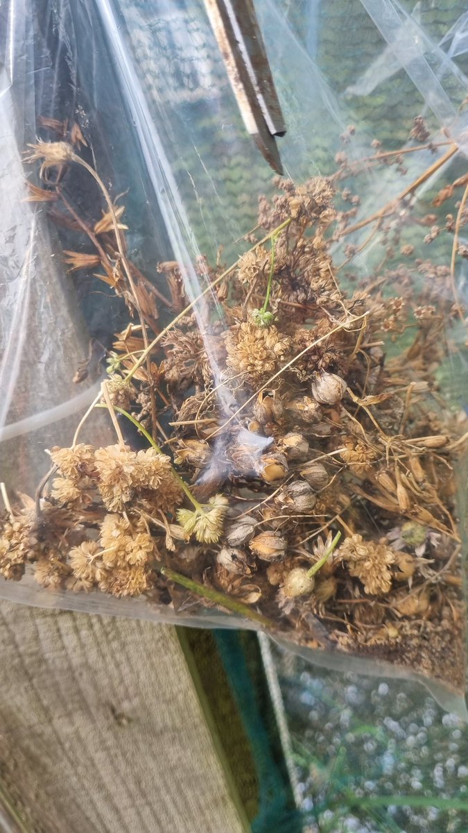 September - the month of harvesting!

Today, I've been harvesting wildflower seeds to make into Seed Balls for next years packs. 

We would love to put your spare heritage/heirloom and self harvested seeds to use. 

Happy Harvesting 💚