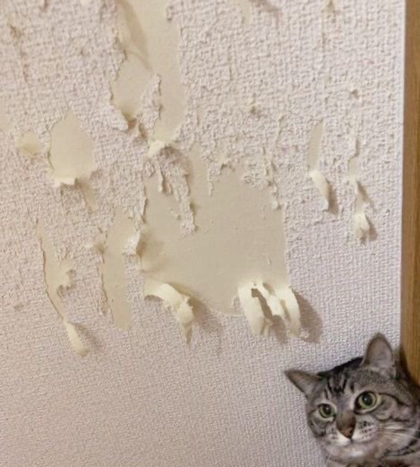 cats with powerful impression 🐾 tweet media