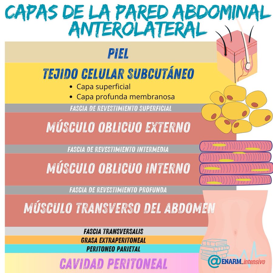 ENARM_intensivo's tweet photo. 💢CAPAS  DE  LA  PARED  ABDOMINAL  ANTEROLATERAL

#ENARM_INTENSIVO #ESTUDIA_MEDICINA https://t.co/EcJnpXmkzF