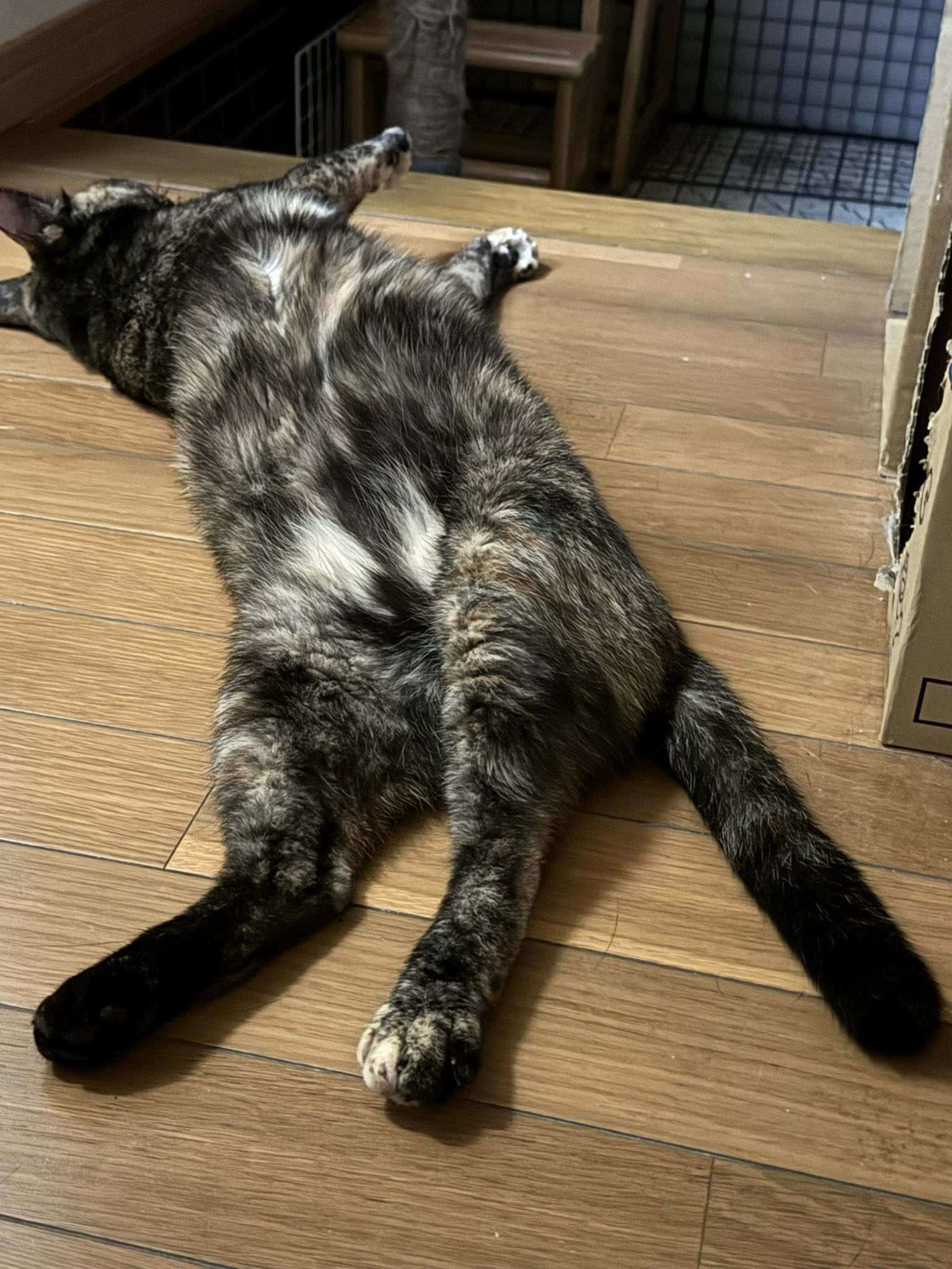 サビ猫♡ざび 三毛猫♡大福 on X: 