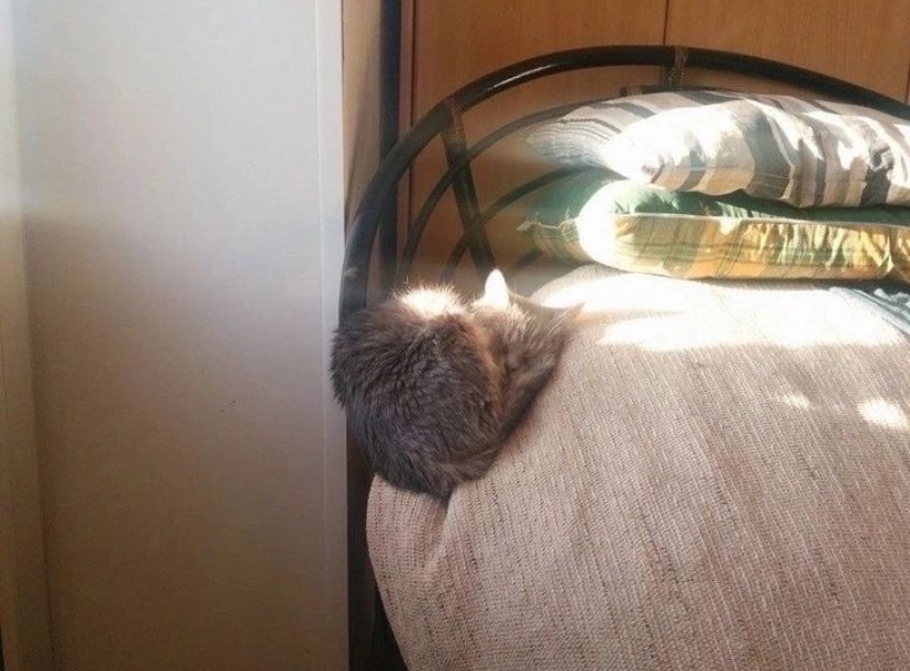 catshealdeprsn's tweet photo. How!? https://t.co/AvPWoQClKL