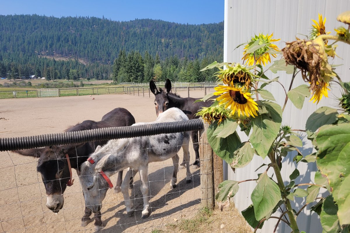 donkeyrefuge's tweet photo. 🐎September 2025 E-Bray - Match Fund, Bea &amp; Sunflower Sendoff - https://t.co/stIsS28IMr https://t.co/S1iVM34ivW