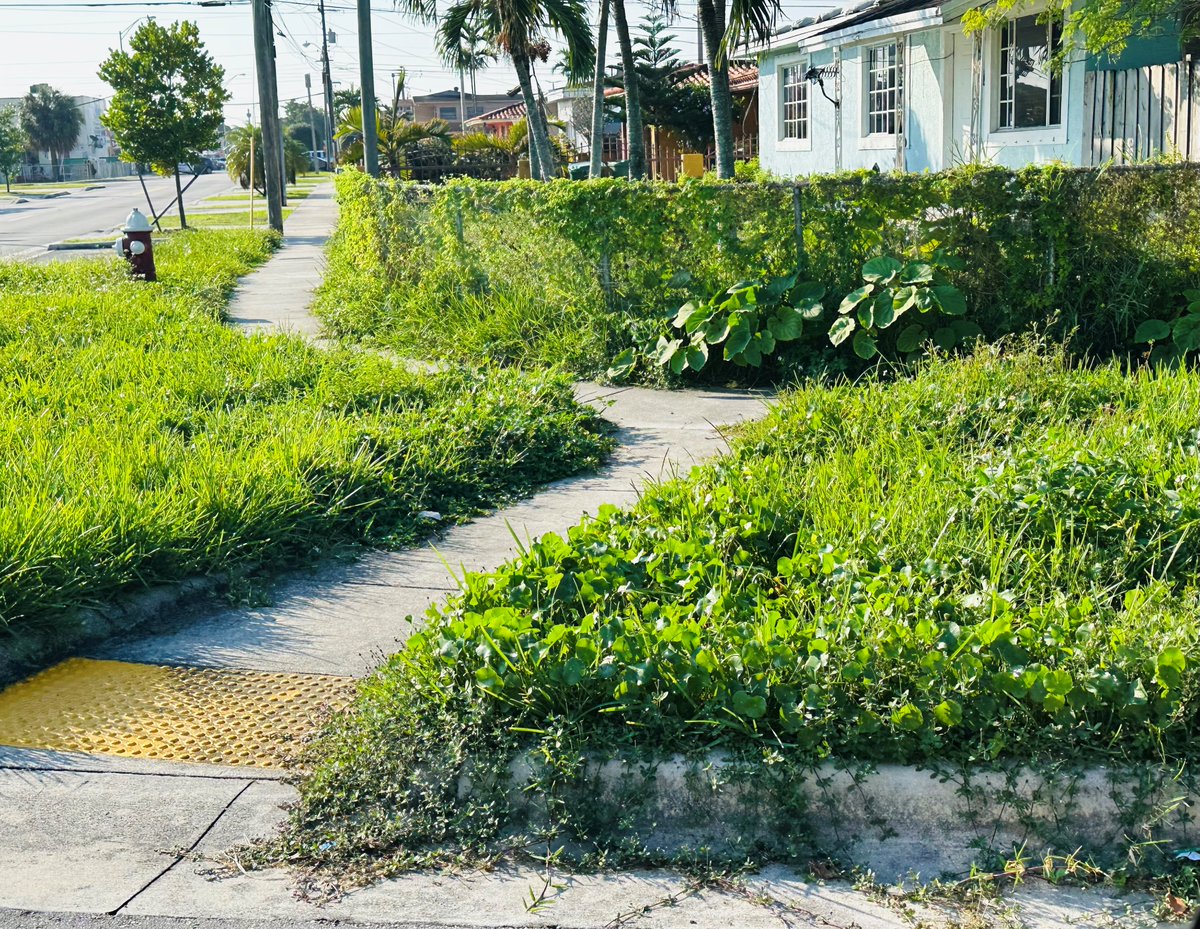 Notice a problem in your neighborhood? 🏡

If you spot something off, like a possible building code violation or overgrown grass, our code compliance team is ready to investigate!

📲 Report it with the 311Direct App 
📞 Call 311 
📧 Or email 311@miamidade.gov