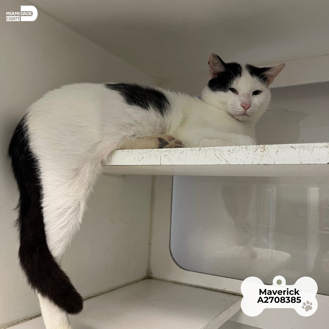 Porkchop and Maverick are the definition of unconditional love. Give these sweethearts a second chance. Visit them at @adoptmiamipets to see for yourself. View more: miamidade.gov/petsoftheweek #OurCounty #AdoptAPet #PetAdoption #AdoptDontShop #PetRescue #FosterAPet #adopt