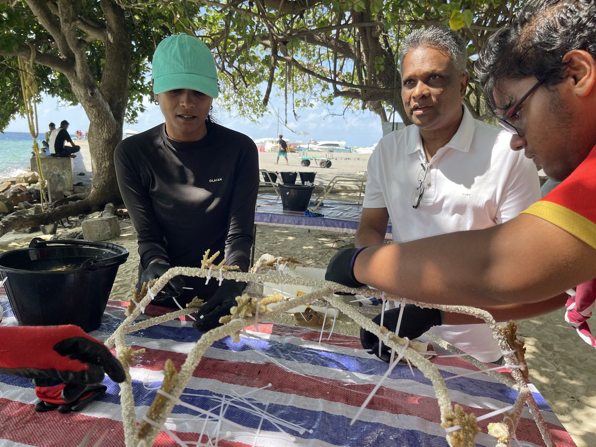 Malé City Council tweet media