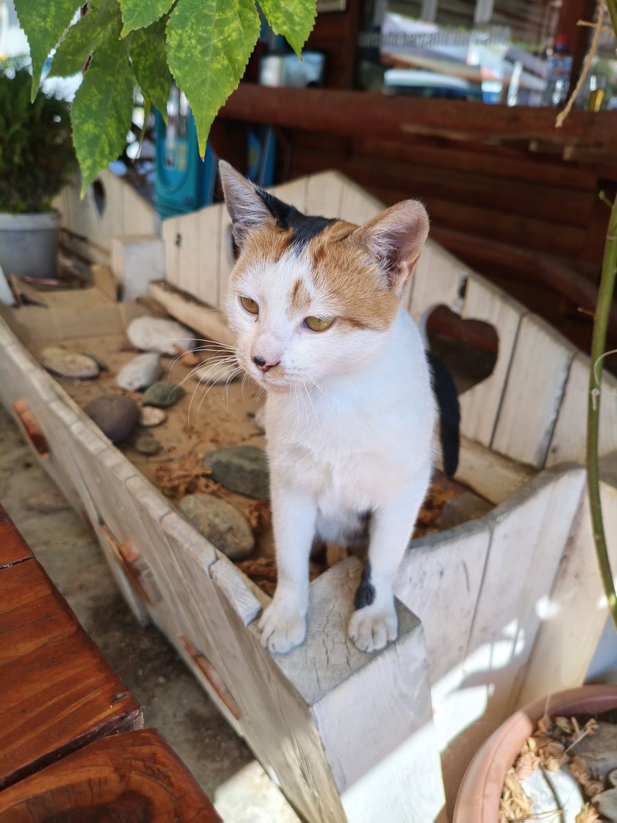 HumoroidM's tweet image. Others: I like meeting new people
Me: I like meeting new cats.