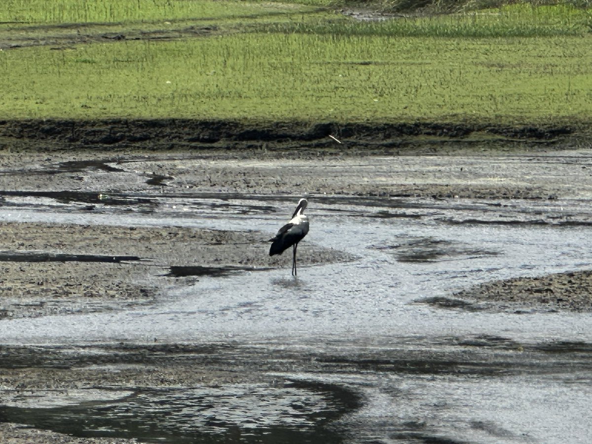 今日は #絶滅危惧種デー 🐦 香取市・橘ふれあい公園の橘堰にも飛来した