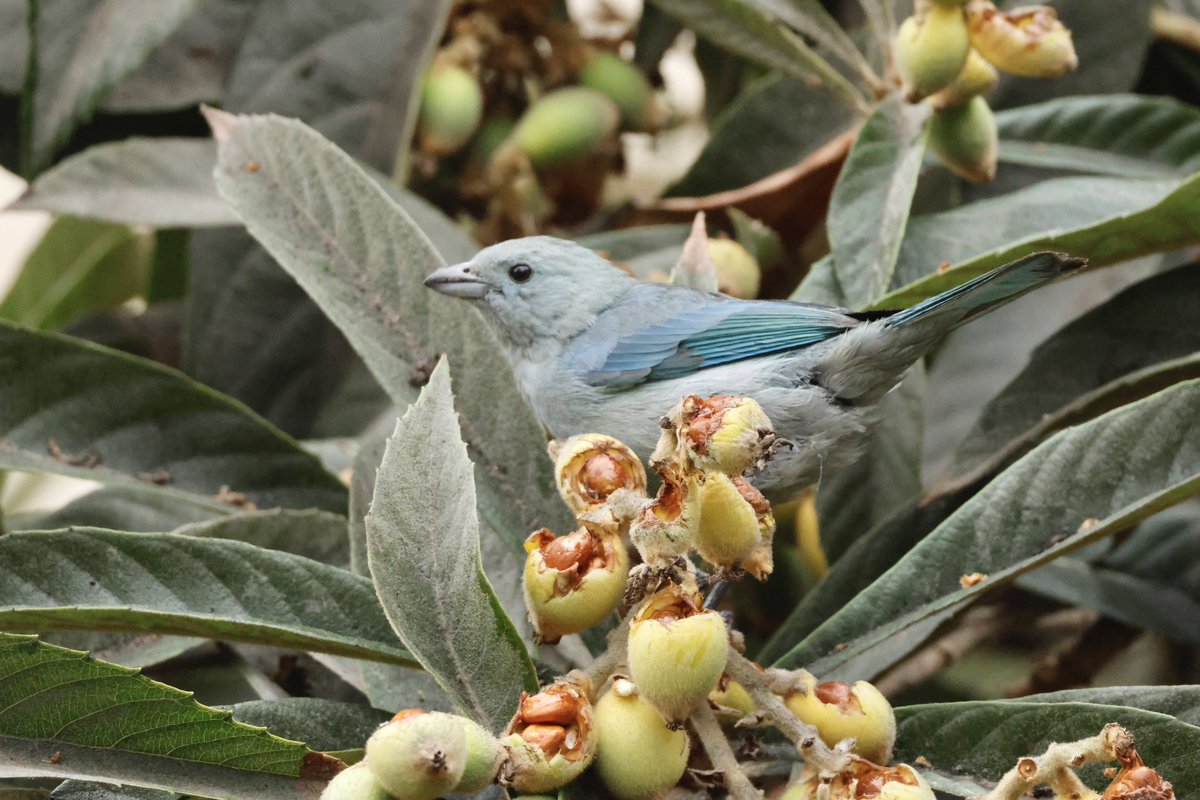 Ben Collins-Smith tweet media