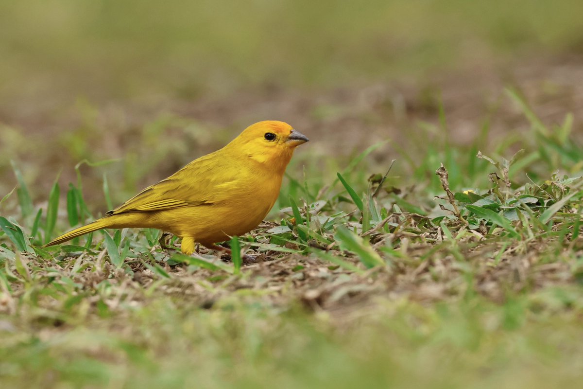 Ben Collins-Smith tweet media