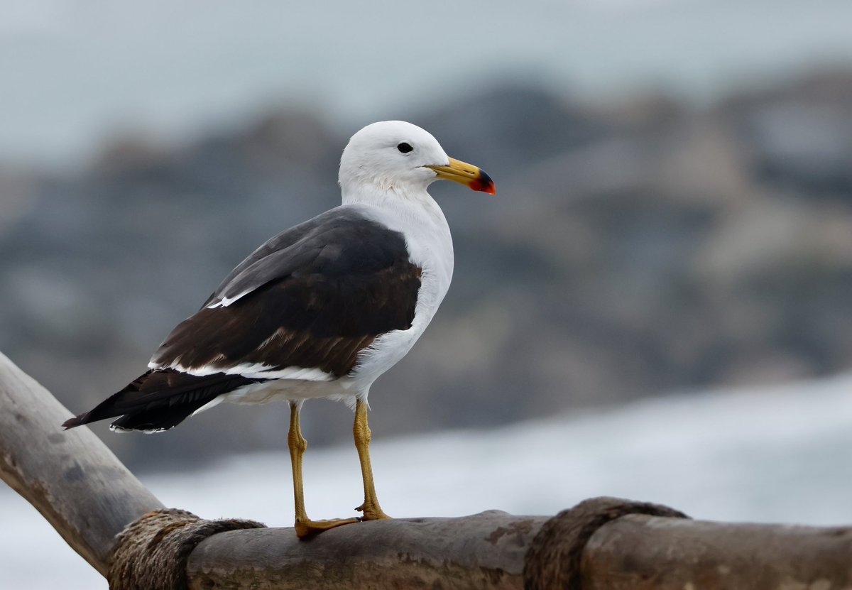 Ben Collins-Smith tweet media