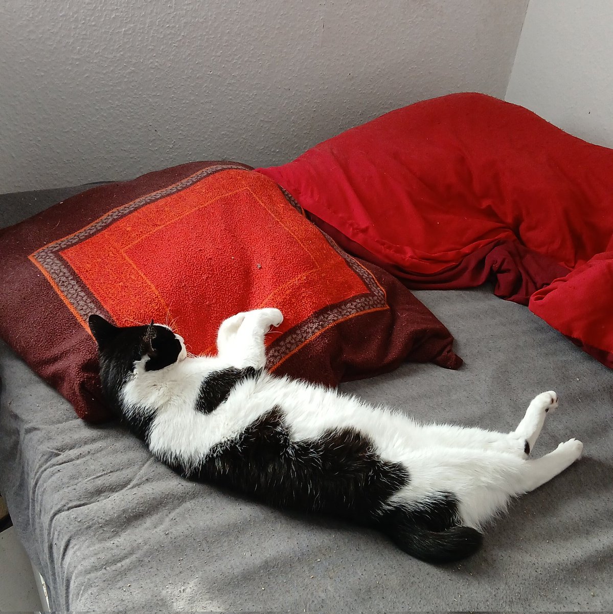 DreamDesignMiru's tweet photo. Er schläft Tatsache mal mit dem Kopf auf Kissen. Das ist eine seltenheit xD
____
He actually sleeps with his head on a pillow. That's a rarity xD https://t.co/k5HmoHChjO