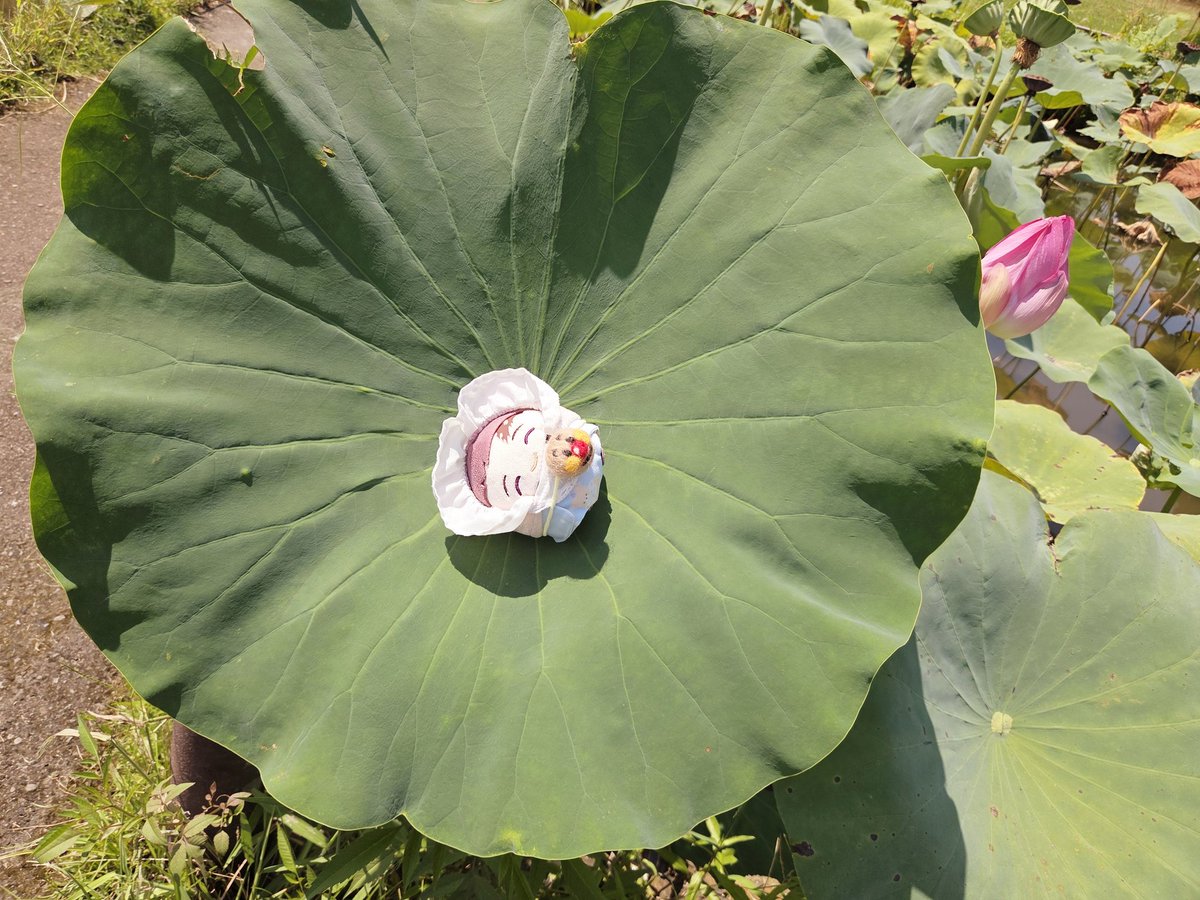 (っ˶´◜ᴗ◝`˶c)みぃて〜！おっちなはっぱ〜🎵

やめてやめてやめて落ちる怖い！！