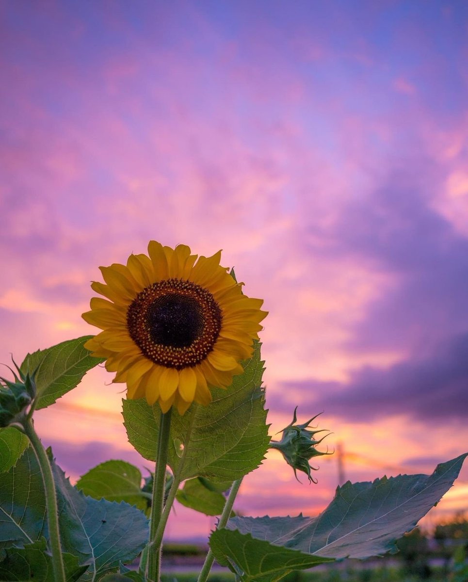tag a sunflower lover✨️🌻