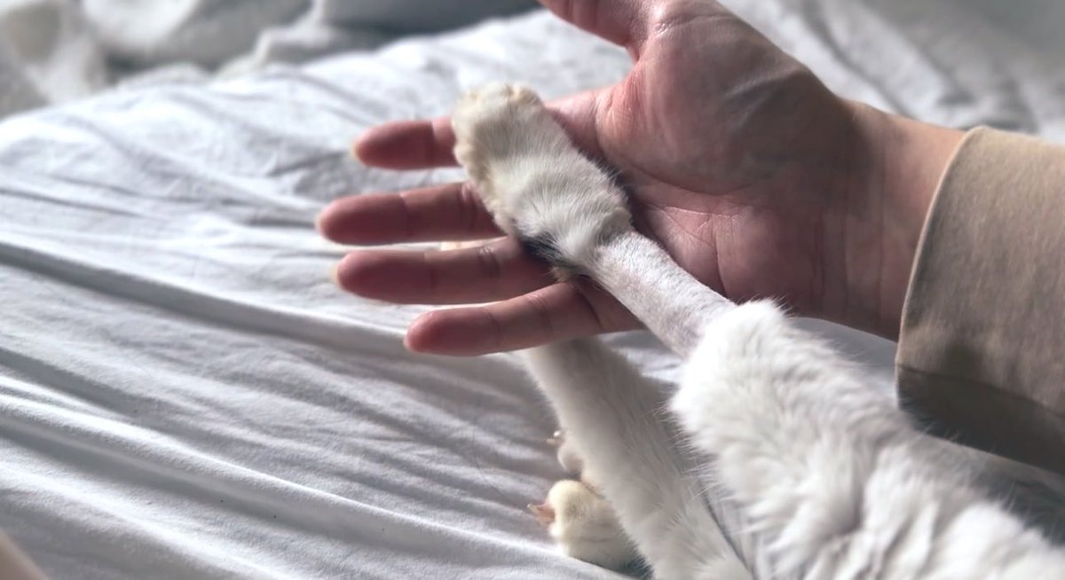 HOMEALONe_ksk's tweet photo. 【ご報告】
我が家の愛猫「ポポロン」が虹の橋を渡りました。

10歳でした。
一緒に過ごしたたったの10年間。
でも史上最高の10年間。
リンパ腫が見つかって
「余命は２週間」と言われてそれでも
人間のエゴで、僕のわがままで、抗がん剤治療を頑張ってくれたおかげで10歳を迎えられました。

寒空の下、捨てられていた君に出会って
金もないのに連れて帰って
極狭のアパートに住まわせてしまって
それでもなんとなく幸せで

でもでも
「おにごっこすらできない家じゃ！猫たちに申し訳ない！このままじゃ！だめだ〜！」

と奮い立って、本業の音楽も本気になって
たくさん働いて
最高のおにごっこフィールドである注文住宅を建てれて

そこから毎日おにごっこしまくったね

でもでも何回やっても運動神経良すぎのポーチーには勝てなくて

「いつか圧倒的に勝つために無人島買って耐久バトル繰り広げてやる！！」と意気込んだりしてたのに

最後の最後は闘病という名のおにごっこになってしまって

それでもやっぱりポーチーは最強で、最後の最後まで捕まえられなかったや

最後の最後まで、僕がずっとおにのターンのまま

でもいつかかならず、捕まえてみせるから。

だけら、他の誰のところにも行かないで笑！

また僕と、僕らと、暮らそう。

ぼくが、かならず、捕まえにいく。

それまで、ずっと、ポーチーのおにでい続けさせてください。

どんな姿で生まれ変わろうが
何でいようが、どこだろうが必ず捕まえにいきます

だから、後頭部の印刷ミスみたいな柄だけさ、どんな姿になっても、目印でつけといて笑

ポーチー

ちゅきちゅきだよ

ああ〜！くそ！！！！
最後くらい！！！

捕まえたかった！！！！！

ポポロン！！！！！

僕の家に来てくれて
僕と出会ってくれて
みんなと家族になってくれて

そして僕を幸せにしてくれて

ほんとにほんとにほんとに

ありがとう！！！

聞こえるように沢山ギター弾くからね

愛してる

世界一の猫！世界一可愛い君！！！

世界一の我が子！ポポロン！！！！！！

また！！！会おう！！！！！！！！！！！！