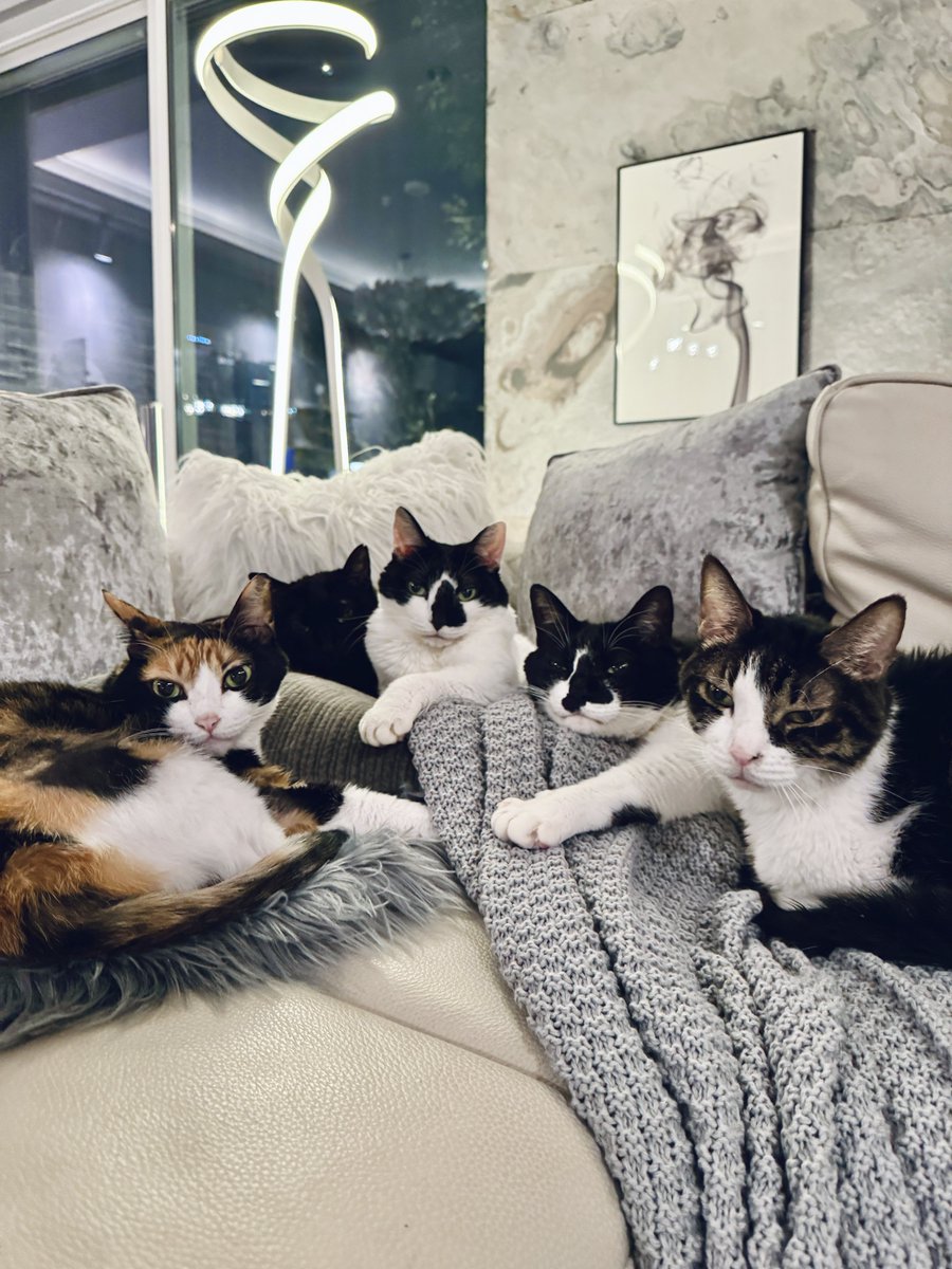 HOMEALONe_ksk's tweet photo. 【ご報告】
我が家の愛猫「ポポロン」が虹の橋を渡りました。

10歳でした。
一緒に過ごしたたったの10年間。
でも史上最高の10年間。
リンパ腫が見つかって
「余命は２週間」と言われてそれでも
人間のエゴで、僕のわがままで、抗がん剤治療を頑張ってくれたおかげで10歳を迎えられました。

寒空の下、捨てられていた君に出会って
金もないのに連れて帰って
極狭のアパートに住まわせてしまって
それでもなんとなく幸せで

でもでも
「おにごっこすらできない家じゃ！猫たちに申し訳ない！このままじゃ！だめだ〜！」

と奮い立って、本業の音楽も本気になって
たくさん働いて
最高のおにごっこフィールドである注文住宅を建てれて

そこから毎日おにごっこしまくったね

でもでも何回やっても運動神経良すぎのポーチーには勝てなくて

「いつか圧倒的に勝つために無人島買って耐久バトル繰り広げてやる！！」と意気込んだりしてたのに

最後の最後は闘病という名のおにごっこになってしまって

それでもやっぱりポーチーは最強で、最後の最後まで捕まえられなかったや

最後の最後まで、僕がずっとおにのターンのまま

でもいつかかならず、捕まえてみせるから。

だけら、他の誰のところにも行かないで笑！

また僕と、僕らと、暮らそう。

ぼくが、かならず、捕まえにいく。

それまで、ずっと、ポーチーのおにでい続けさせてください。

どんな姿で生まれ変わろうが
何でいようが、どこだろうが必ず捕まえにいきます

だから、後頭部の印刷ミスみたいな柄だけさ、どんな姿になっても、目印でつけといて笑

ポーチー

ちゅきちゅきだよ

ああ〜！くそ！！！！
最後くらい！！！

捕まえたかった！！！！！

ポポロン！！！！！

僕の家に来てくれて
僕と出会ってくれて
みんなと家族になってくれて

そして僕を幸せにしてくれて

ほんとにほんとにほんとに

ありがとう！！！

聞こえるように沢山ギター弾くからね

愛してる

世界一の猫！世界一可愛い君！！！

世界一の我が子！ポポロン！！！！！！

また！！！会おう！！！！！！！！！！！！