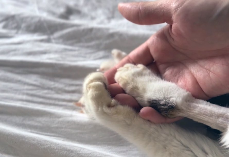 HOMEALONe_ksk's tweet photo. 【ご報告】
我が家の愛猫「ポポロン」が虹の橋を渡りました。

10歳でした。
一緒に過ごしたたったの10年間。
でも史上最高の10年間。
リンパ腫が見つかって
「余命は２週間」と言われてそれでも
人間のエゴで、僕のわがままで、抗がん剤治療を頑張ってくれたおかげで10歳を迎えられました。

寒空の下、捨てられていた君に出会って
金もないのに連れて帰って
極狭のアパートに住まわせてしまって
それでもなんとなく幸せで

でもでも
「おにごっこすらできない家じゃ！猫たちに申し訳ない！このままじゃ！だめだ〜！」

と奮い立って、本業の音楽も本気になって
たくさん働いて
最高のおにごっこフィールドである注文住宅を建てれて

そこから毎日おにごっこしまくったね

でもでも何回やっても運動神経良すぎのポーチーには勝てなくて

「いつか圧倒的に勝つために無人島買って耐久バトル繰り広げてやる！！」と意気込んだりしてたのに

最後の最後は闘病という名のおにごっこになってしまって

それでもやっぱりポーチーは最強で、最後の最後まで捕まえられなかったや

最後の最後まで、僕がずっとおにのターンのまま

でもいつかかならず、捕まえてみせるから。

だけら、他の誰のところにも行かないで笑！

また僕と、僕らと、暮らそう。

ぼくが、かならず、捕まえにいく。

それまで、ずっと、ポーチーのおにでい続けさせてください。

どんな姿で生まれ変わろうが
何でいようが、どこだろうが必ず捕まえにいきます

だから、後頭部の印刷ミスみたいな柄だけさ、どんな姿になっても、目印でつけといて笑

ポーチー

ちゅきちゅきだよ

ああ〜！くそ！！！！
最後くらい！！！

捕まえたかった！！！！！

ポポロン！！！！！

僕の家に来てくれて
僕と出会ってくれて
みんなと家族になってくれて

そして僕を幸せにしてくれて

ほんとにほんとにほんとに

ありがとう！！！

聞こえるように沢山ギター弾くからね

愛してる

世界一の猫！世界一可愛い君！！！

世界一の我が子！ポポロン！！！！！！

また！！！会おう！！！！！！！！！！！！