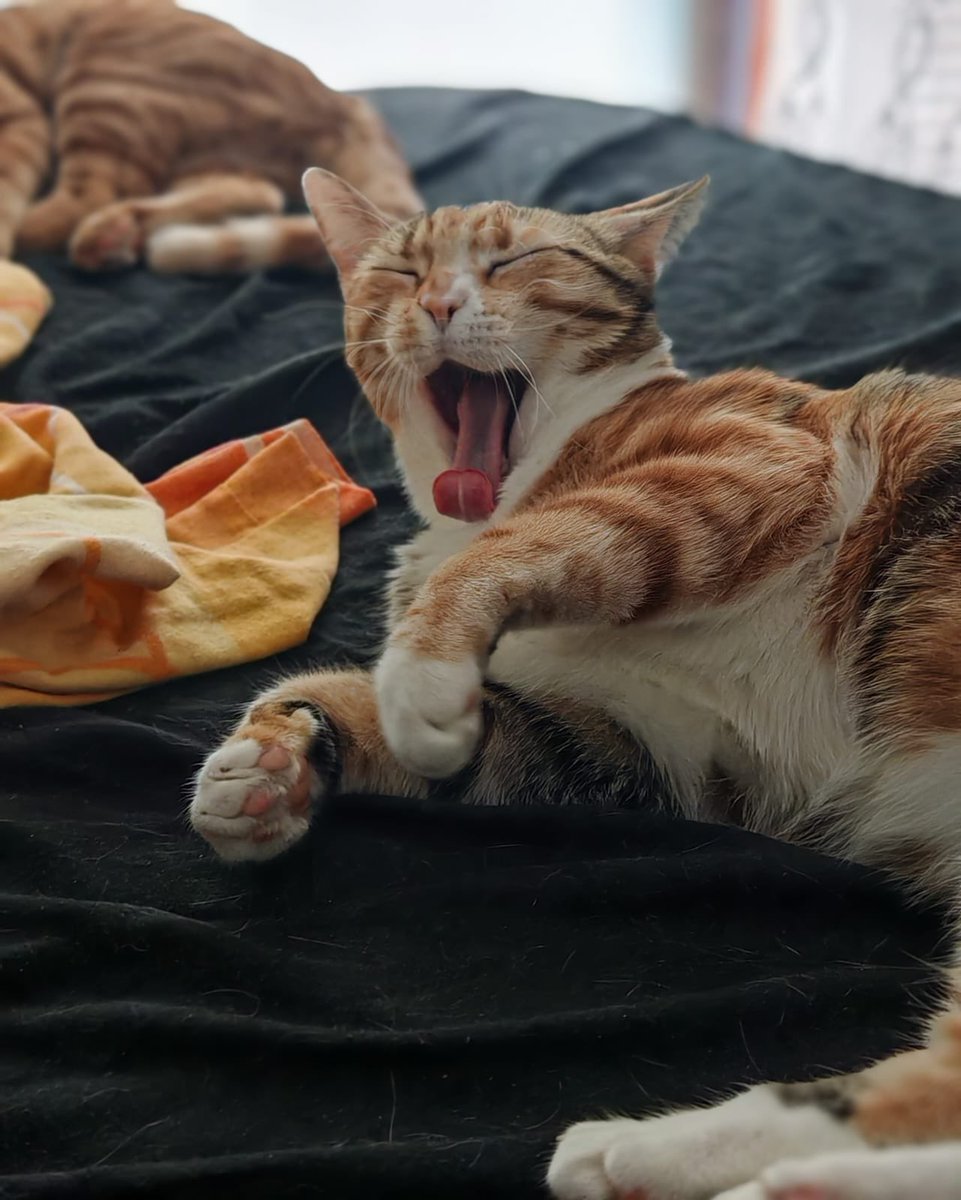 madnesskedy's tweet photo. -“miyyyaaaahhhooooğğğğmmm”
-“hıkh!” https://t.co/m5AJy7VArr