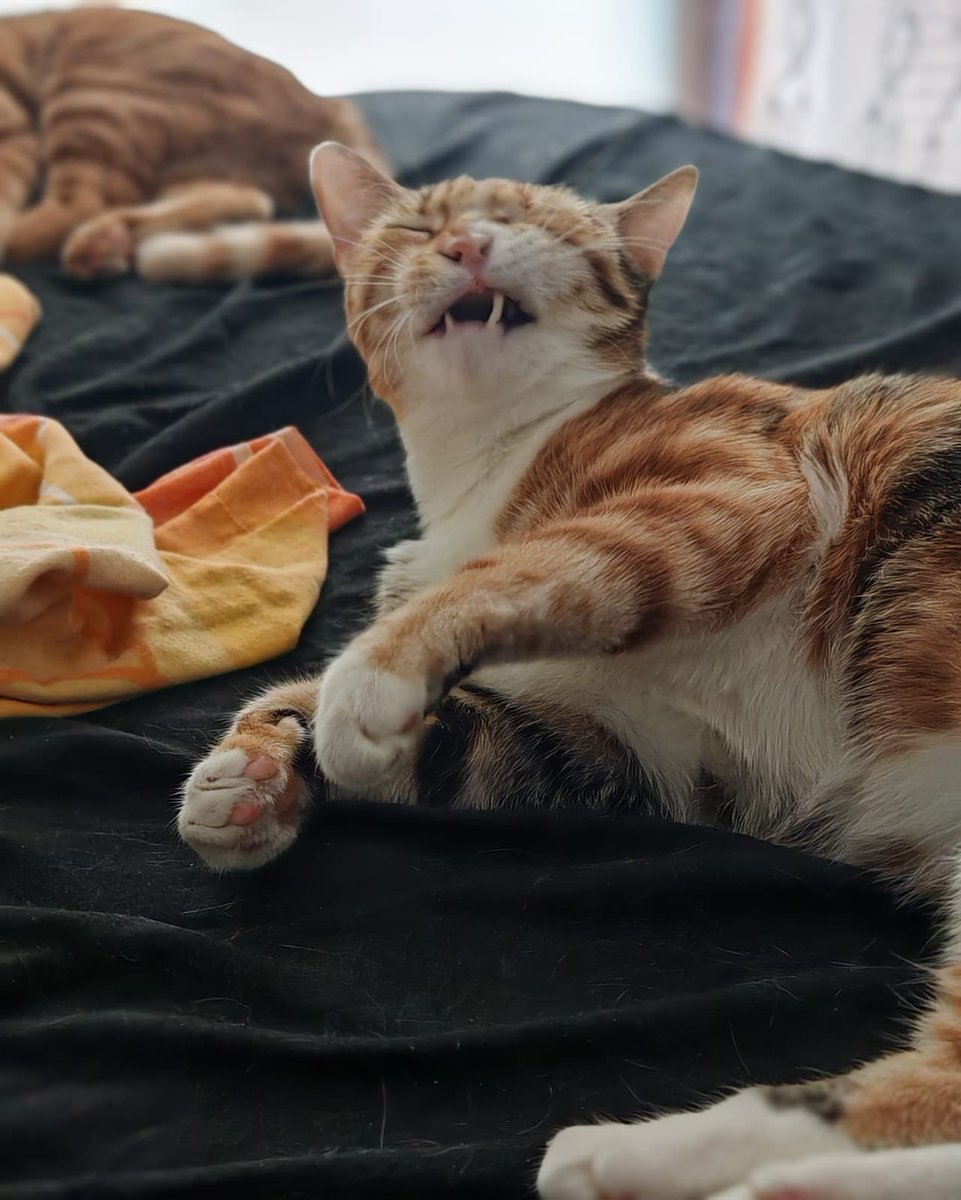 madnesskedy's tweet photo. -“miyyyaaaahhhooooğğğğmmm”
-“hıkh!” https://t.co/m5AJy7VArr