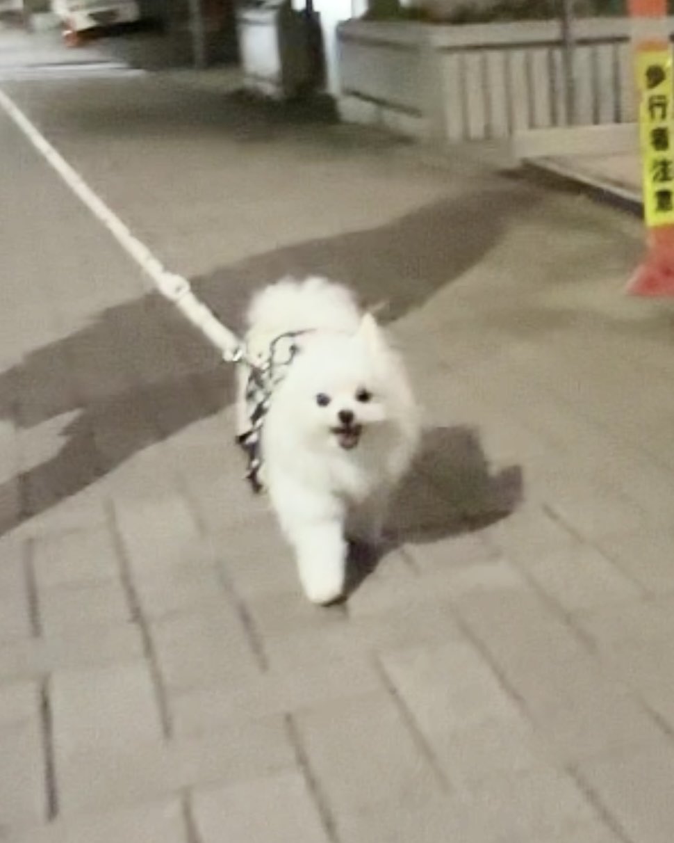 * vintage dog ❀ * ツートーンの可愛い ワンちゃん vintage dog ❀ * ツートーンの可愛い ワンちゃん
