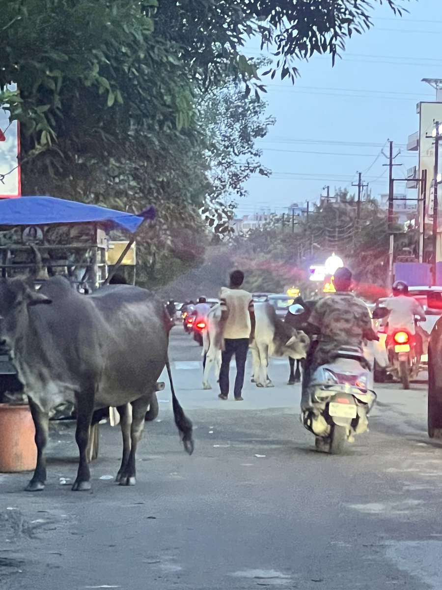 AparnaRaina1010's tweet photo. Cattle on road posing danger both to commuters as well as them. Location - sector 122 road, near DPS Noida https://t.co/fvGkJ8kwZL