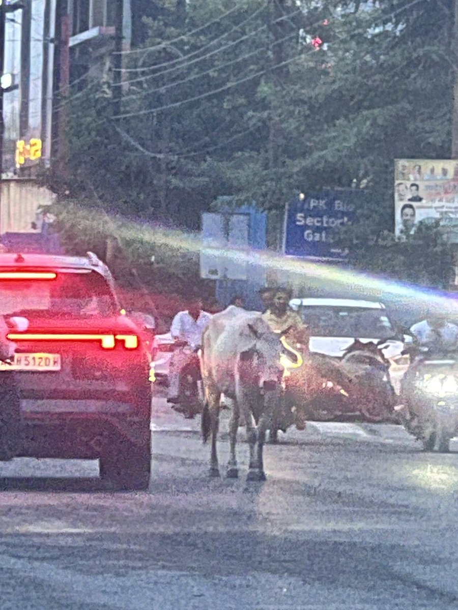 AparnaRaina1010's tweet photo. Cattle on road posing danger both to commuters as well as them. Location - sector 122 road, near DPS Noida https://t.co/fvGkJ8kwZL