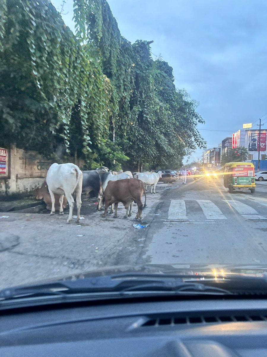 AparnaRaina1010's tweet photo. Cattle on road posing danger both to commuters as well as them. Location - sector 122 road, near DPS Noida https://t.co/fvGkJ8kwZL