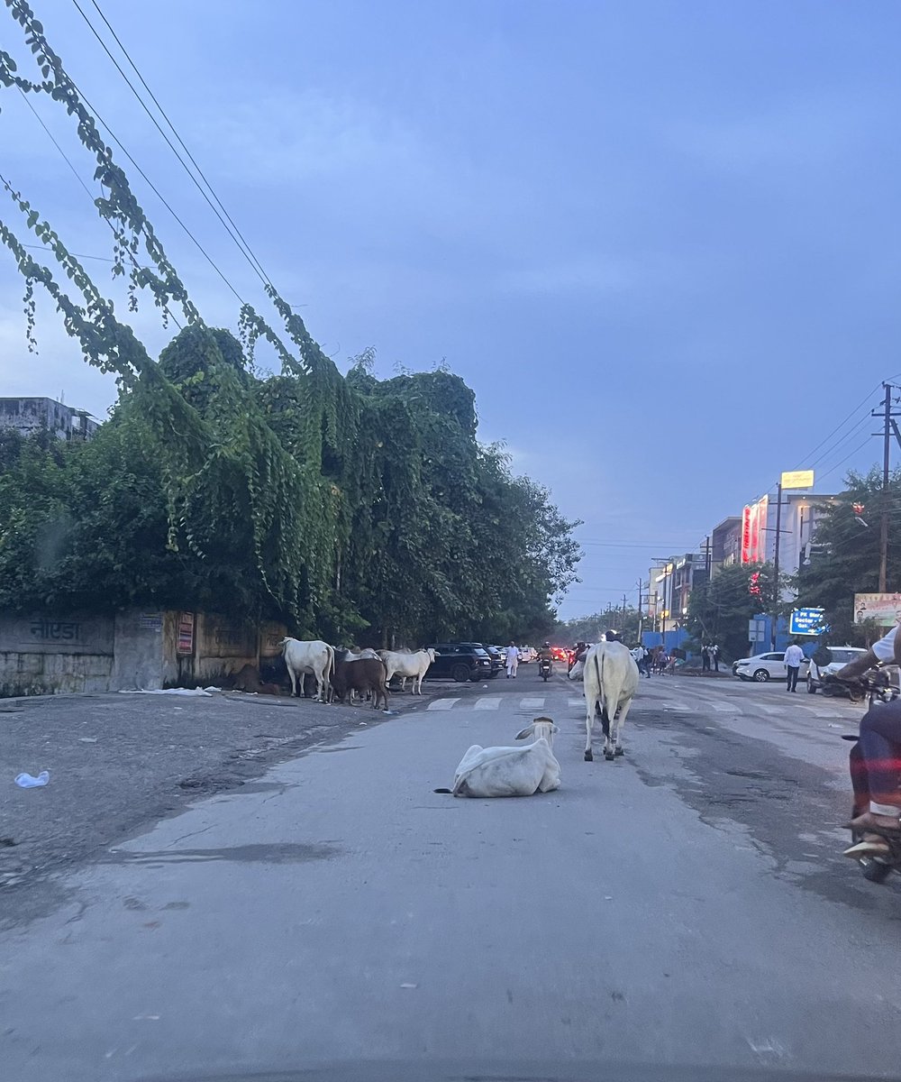 AparnaRaina1010's tweet photo. Cattle on road posing danger both to commuters as well as them. Location - sector 122 road, near DPS Noida https://t.co/fvGkJ8kwZL