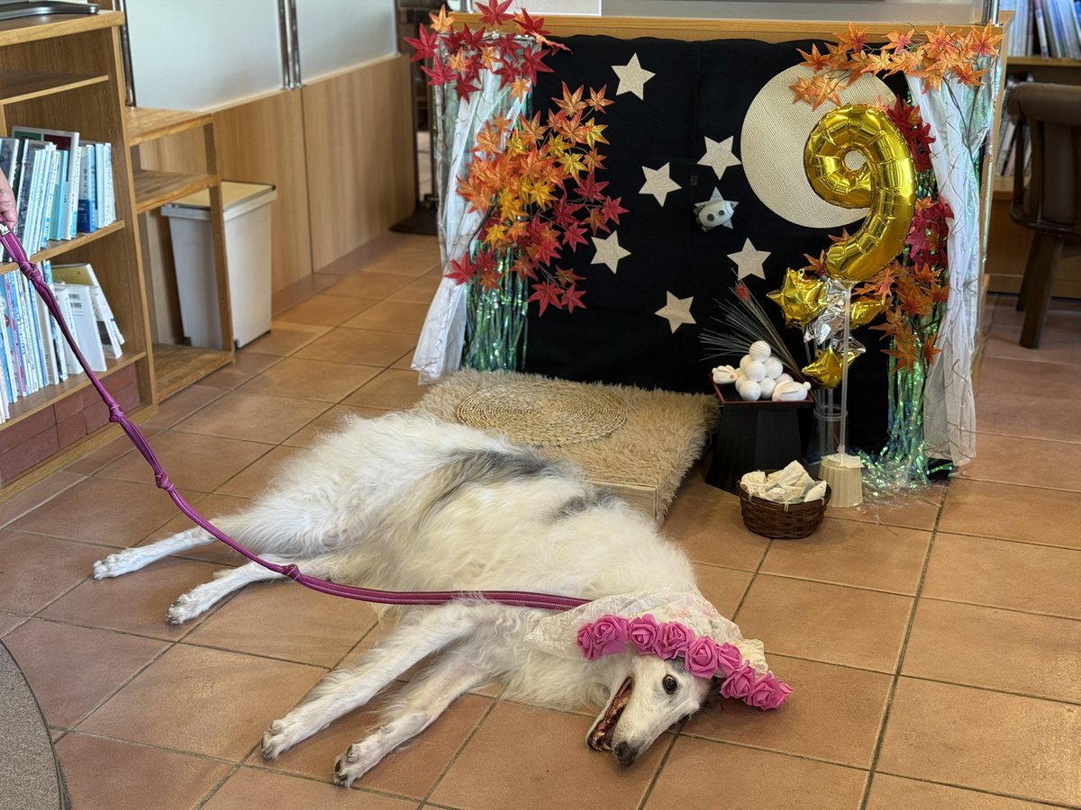 キシイーヌ on X キシイーヌ on X