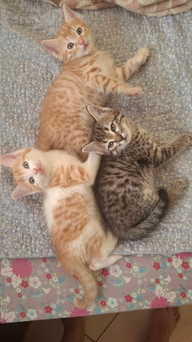 مثلث برمیودا 🫠🫠🧡🧡