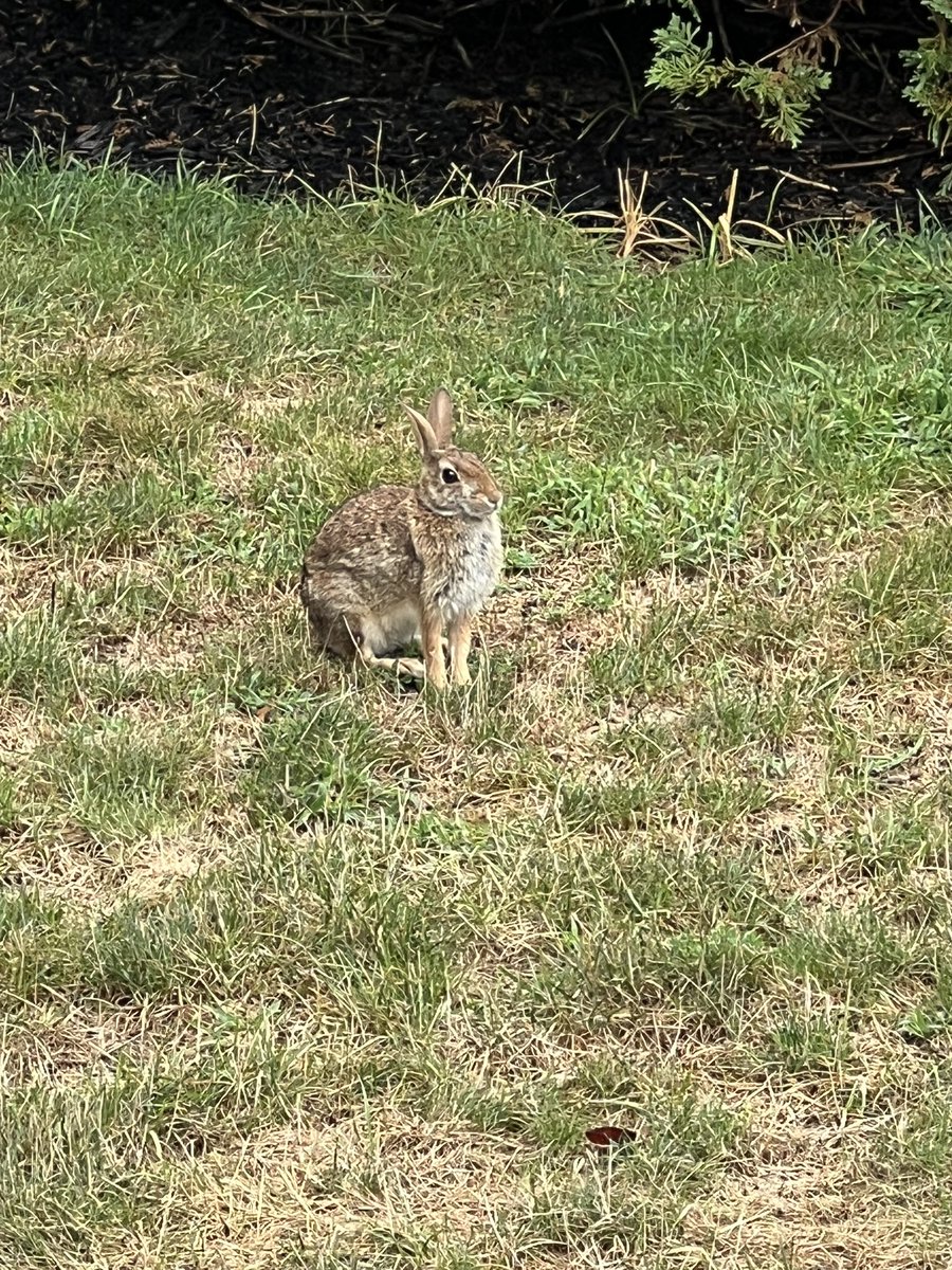 WrangelDono tweet media