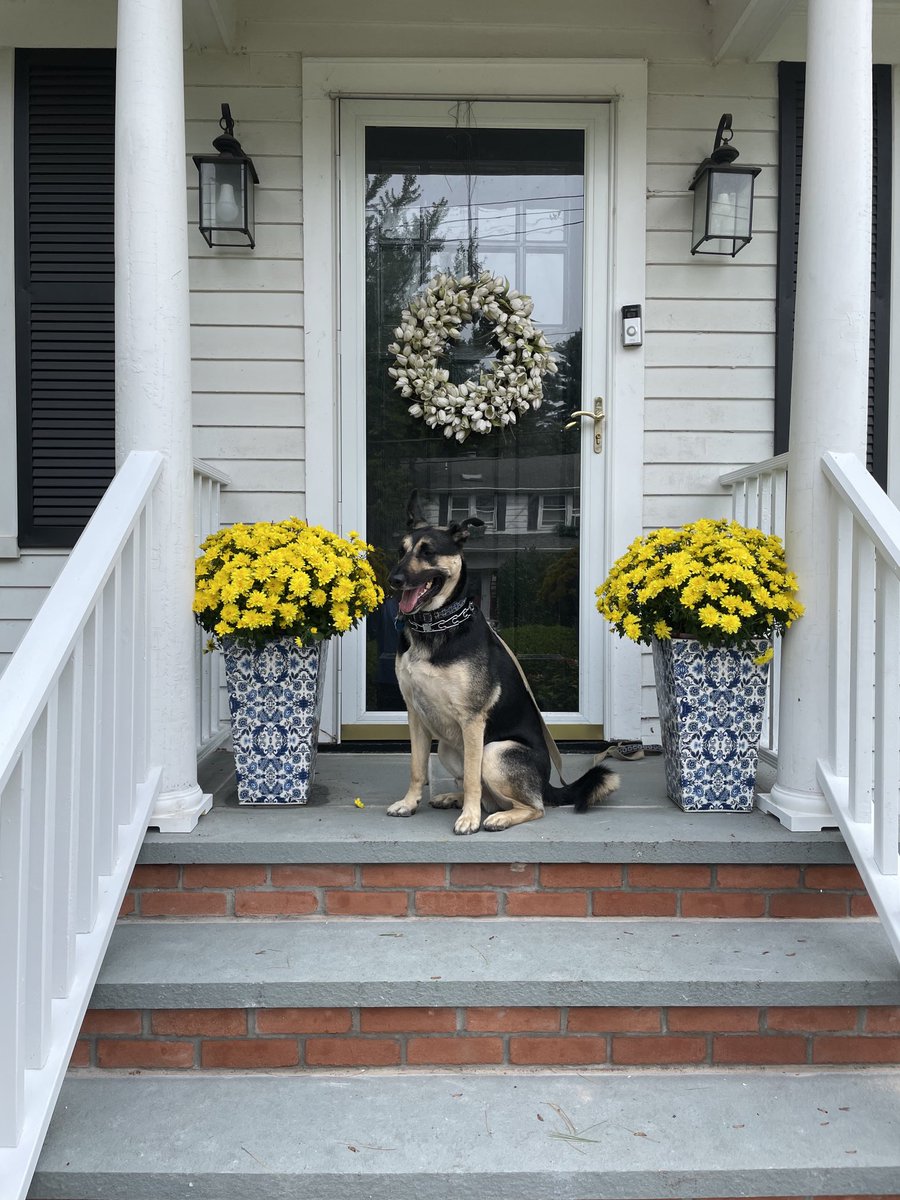 aSquared1951's tweet photo. Rocco. Our guard dog. https://t.co/8JoedezxYi
