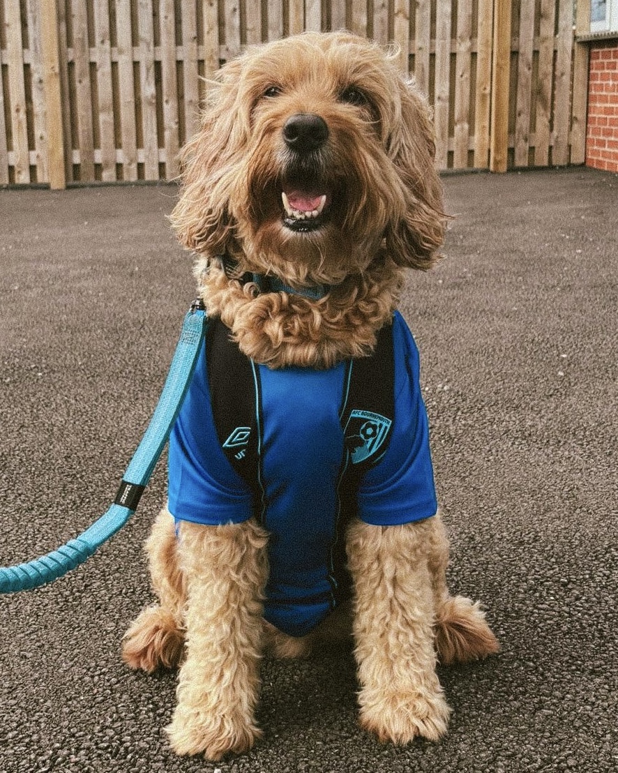 AFCBournemouthW's tweet photo. 3️⃣ points, 2️⃣ goals, 1️⃣ very good boy 🐶

Georgia Wilson's dog Eddie representing the Cherries today 🍒💙 https://t.co/bnOg6iTpaI