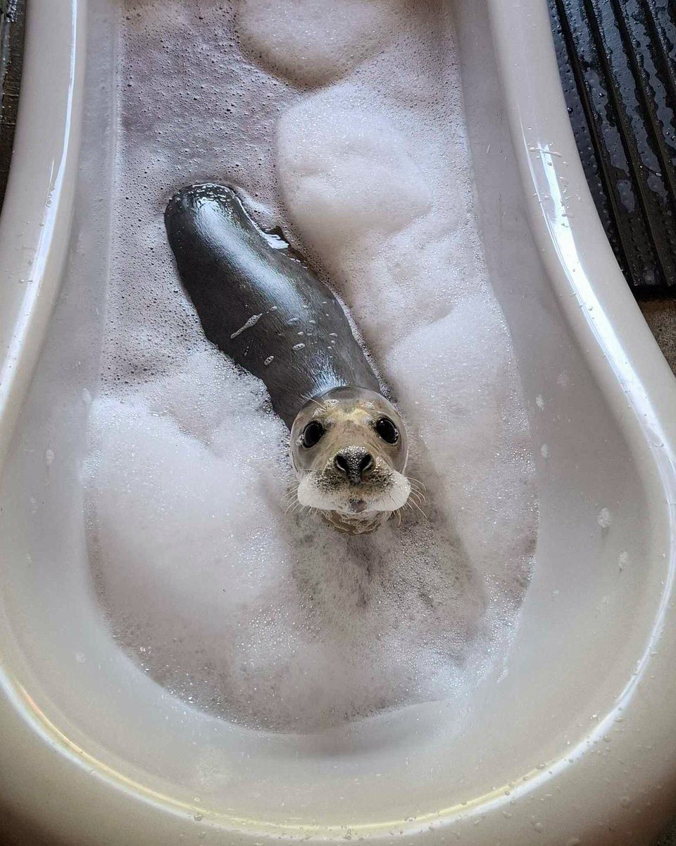 tivent_1's tweet photo. so many bubbles…. https://t.co/KwLNoKUAjd