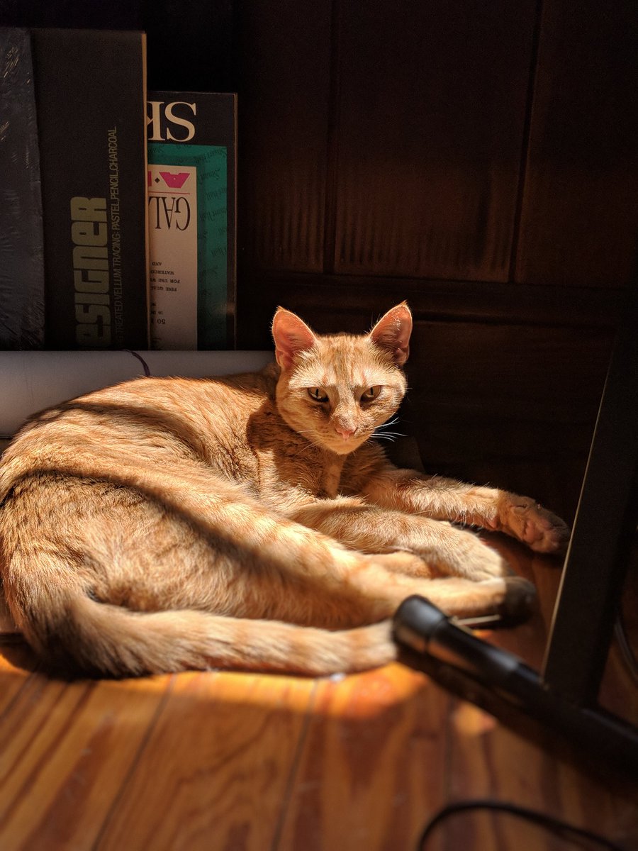 So excited to announce my new pitch event, #PitPitPitPitPit! Every time a new event is created, we add more Pits to the tag, striving for max inaccessibility! The rules are hidden in a 2015 fandom blog, and participation is restricted to comments of names that would suit my cat!