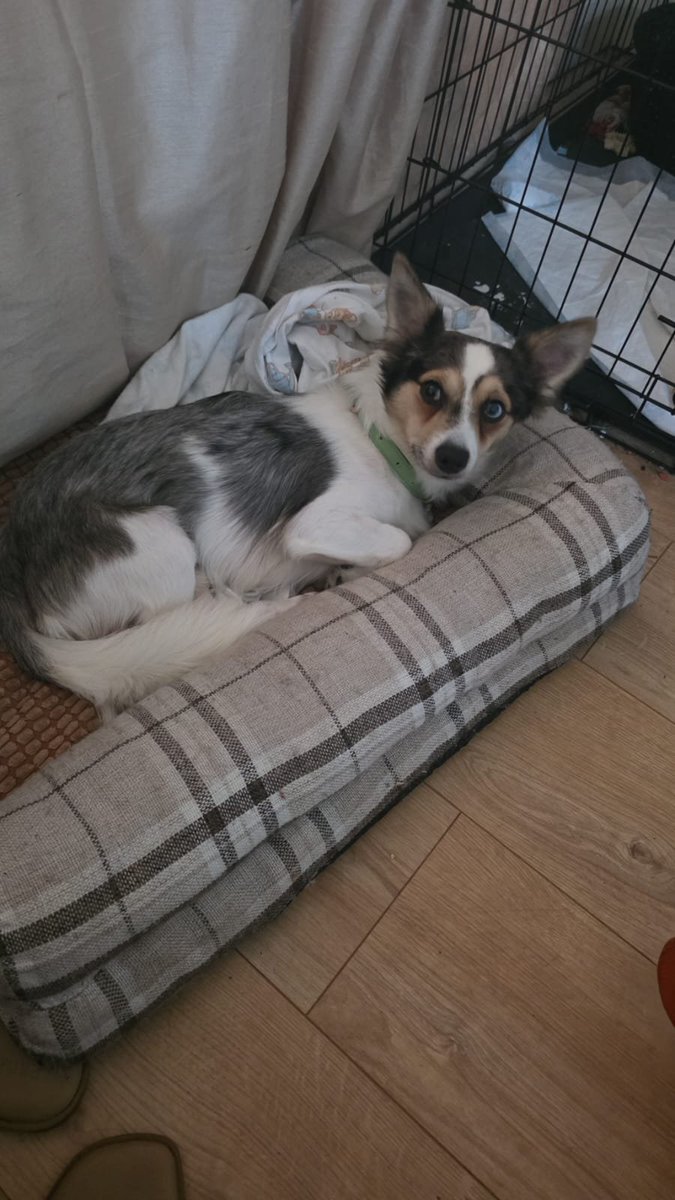 millypod1's tweet photo. 🆘6 Sept 2025 #Lost Apollo #ScanMe
Jack Russell X Chihuahua Male
#Cranleigh #Surrey #GU6
Last seen: The Homestead, Stovolds Hill
https://t.co/GQAWZRmVQR https://t.co/mDSRkxHgNO