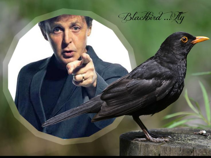 falling down a really beautiful pinterest rabbit hole