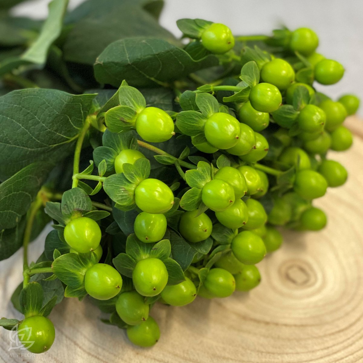 westflor_uk's tweet image. We often celebrate showy flowers, but let's not forget about how special the supporting acts are. This green hypericum variety is coco bamboo grown by our friends at @floriusflowers  

#floriusflowers #greenhypericum #hypericum #westflor #florists #floristofX #wholesaleflower