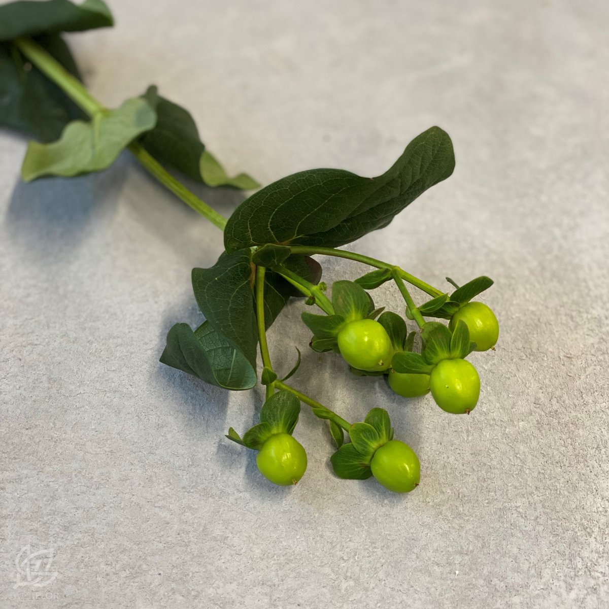 westflor_uk's tweet image. We often celebrate showy flowers, but let's not forget about how special the supporting acts are. This green hypericum variety is coco bamboo grown by our friends at @floriusflowers  

#floriusflowers #greenhypericum #hypericum #westflor #florists #floristofX #wholesaleflower
