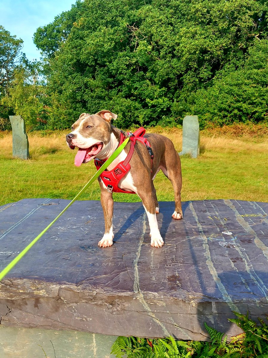 welshfreak's tweet image. Went in to @PetsatHome today for some doggy treats...came out with dog treats, fish stuff, 4 Orando fish and a massive reindeer for Ike 🤣 #DogDad #Winning 🤟