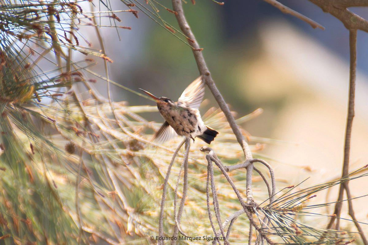 Captar a un colibrí… dicen que es de buena suerte, y yo aquí les comparto el mío!!! 🐦📸🍀 

#domingo #colibrí #nikon #jems
<a href="/webcamsdemexico/">Webcams de México</a>