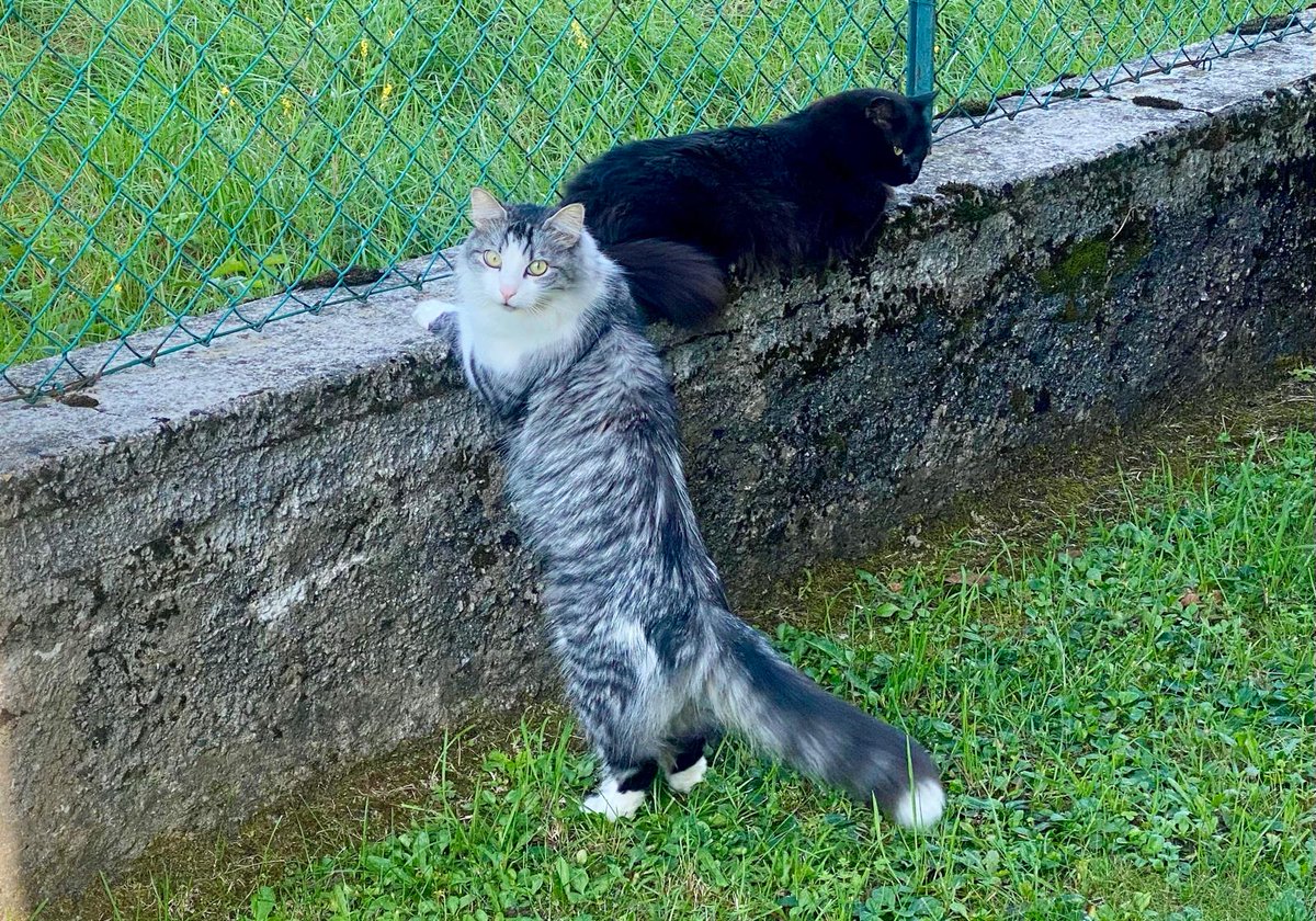 EStradini's tweet photo. Buonanotte mondo felino , grazie Barbara per averci pensato🙏🐈‍⬛🐈💛 https://t.co/GER6tk9EDA