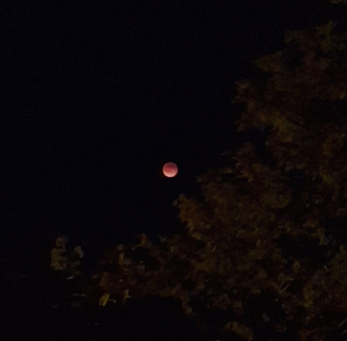 ja i moja dogshit kamera