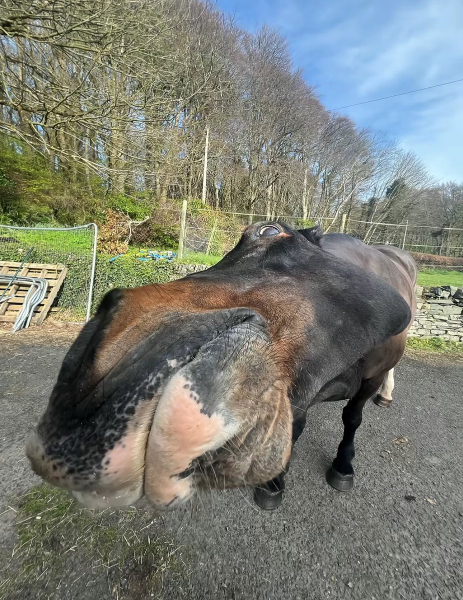 horse tweet media