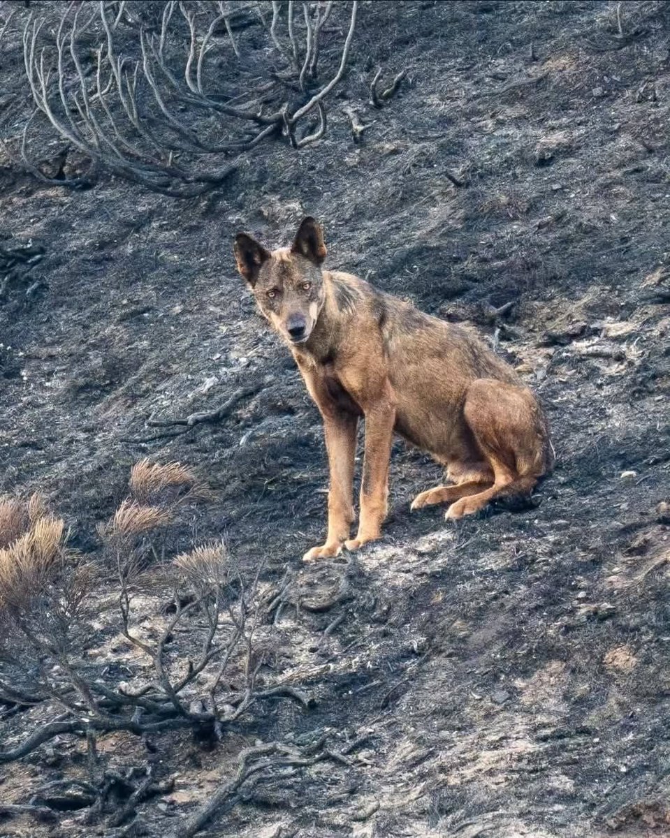 Marcoslrua tweet media