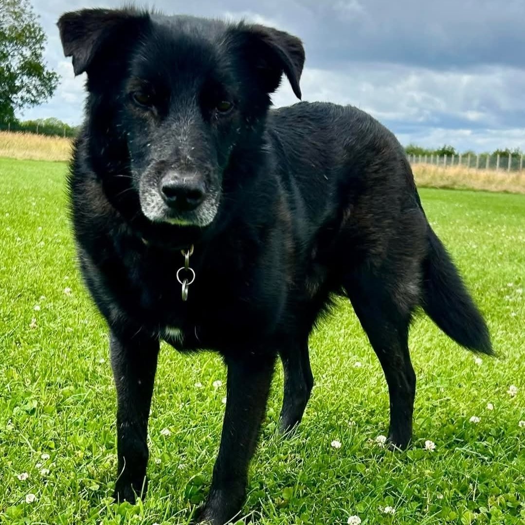 🆘7 Sept 2025 #Lost Forest #ScanMe
ELDERLY Black Cross Breed Male
Wearing a harness, collar and lead as he was spooked and ran.
Park Grove Norton #Malton #NorthYorkshire #YO17 9ED #Yorkshire 
doglost.co.uk/dog/199927