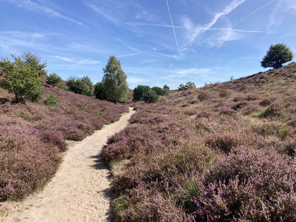 RenzoWillemsen's tweet photo. Prachtige ronde over de Posbank gemaakt. Dit jaar had ik nog geen bloeiende heide gezien en bovendien was het nu nog mooi weer.
In een route van 12 km alle mooie plekjes meegepakt. #wandelen #Posbank #Rheden https://t.co/soPGGp4i5h