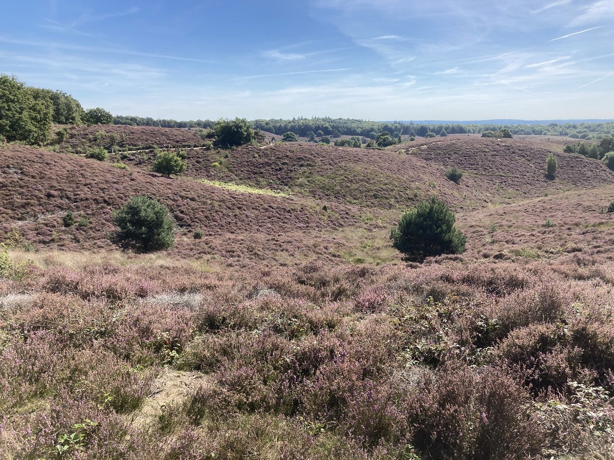 RenzoWillemsen's tweet photo. Prachtige ronde over de Posbank gemaakt. Dit jaar had ik nog geen bloeiende heide gezien en bovendien was het nu nog mooi weer.
In een route van 12 km alle mooie plekjes meegepakt. #wandelen #Posbank #Rheden https://t.co/soPGGp4i5h